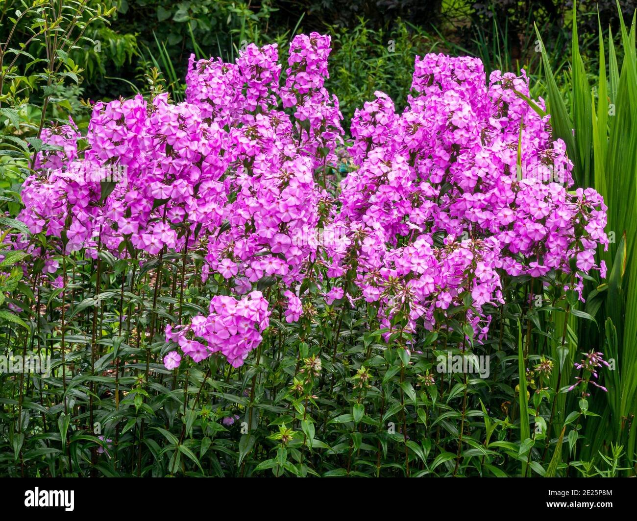 A clump of bright pink Phlox carolina Magnificence flowering amongst green vegetation in a garden Stock Photo