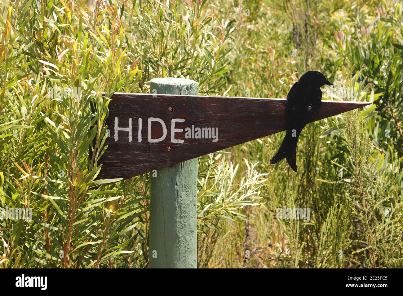 Closeup shot of wooden signage and a crow with text spelled hide Stock ...