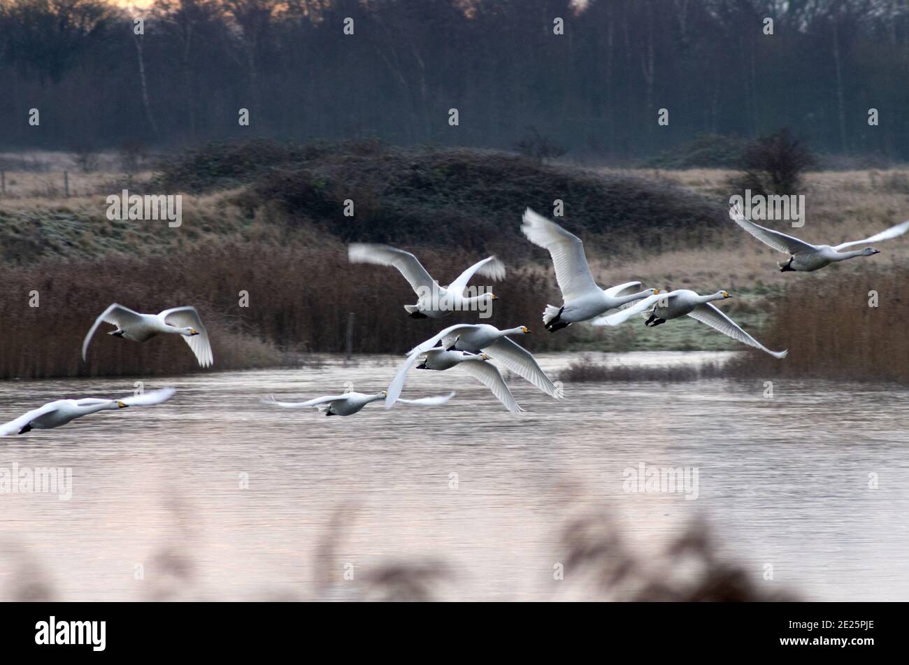 North Cave Wetlands, Whooper Swans leaving their roost at first light Stock Photo