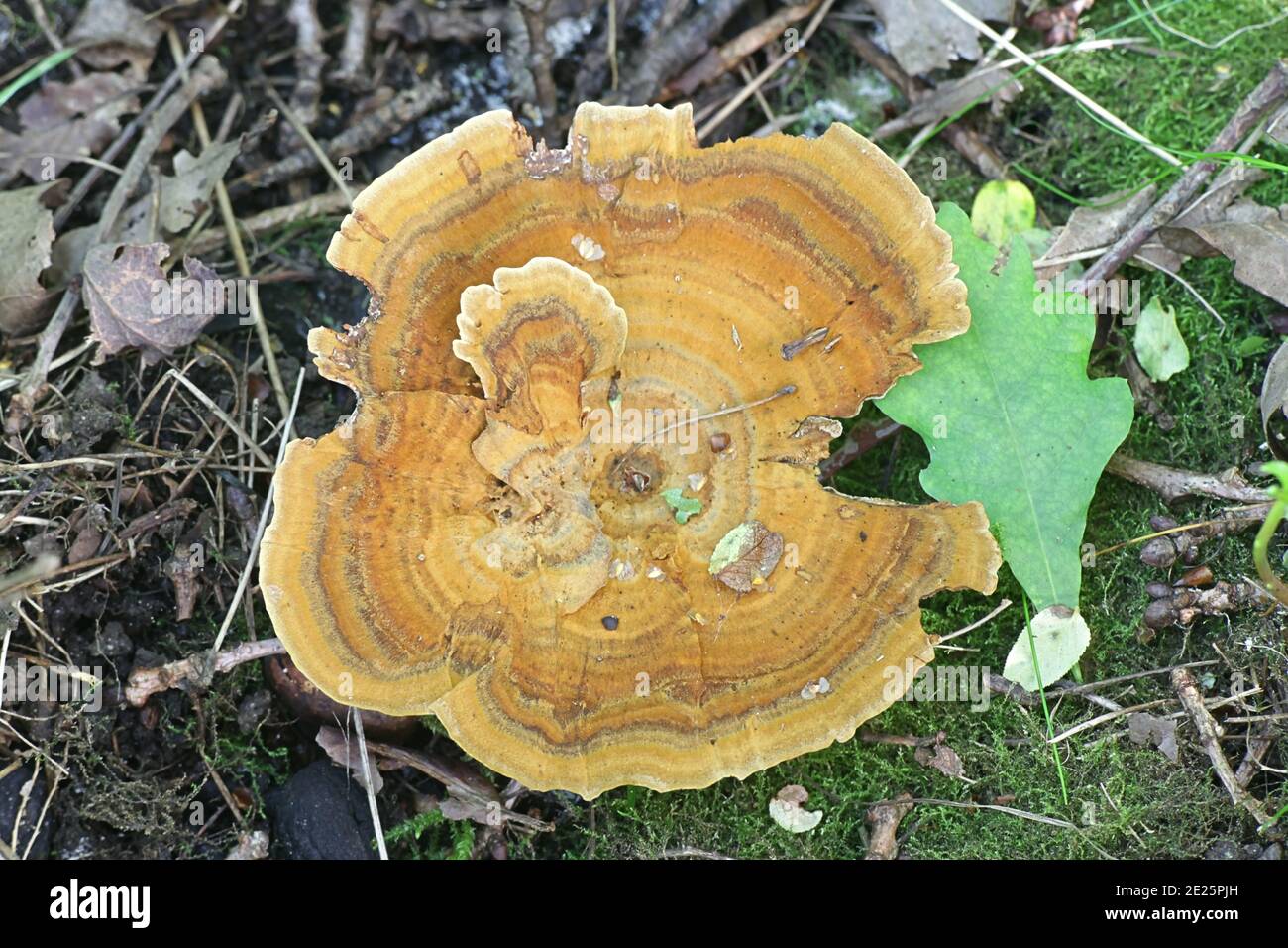 Pelloporus tomentosus, known as Velvet Rosette, a polypore fungus from Finland Stock Photo