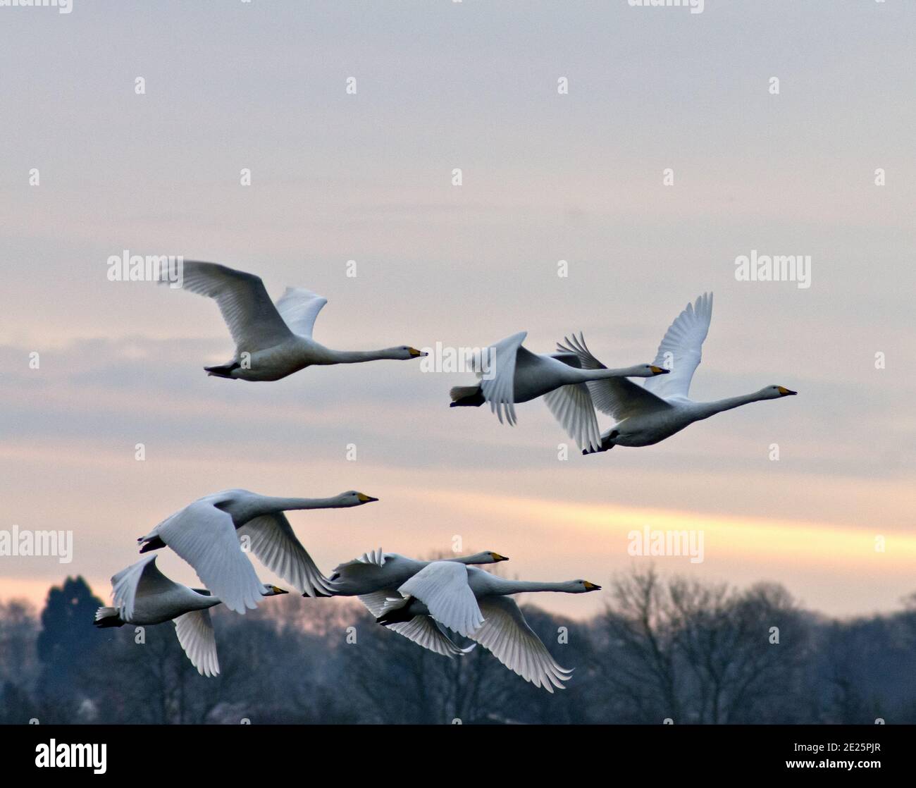 North Cave Wetlands, Whooper Swans leaving their roost at first light Stock Photo