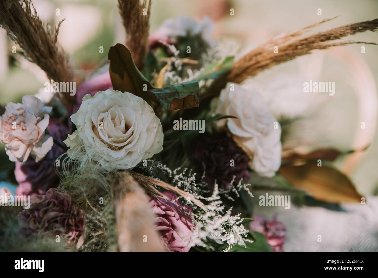 Night Candle Plants High Resolution Stock Photography And Images Alamy