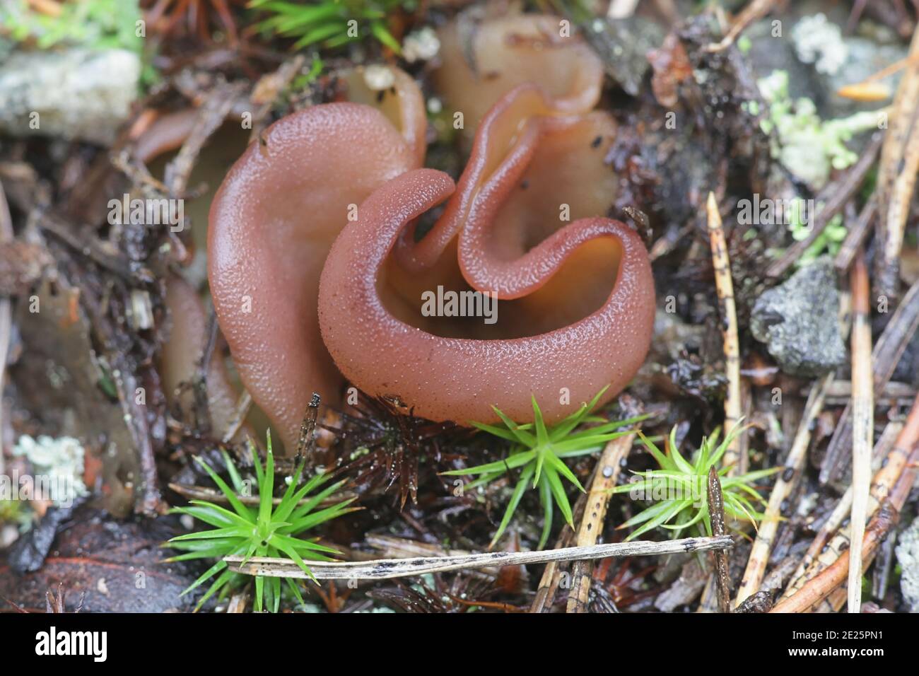 Peziza badia, commonly known as the Bay Cup fungus, wild mushroom from Finland Stock Photo