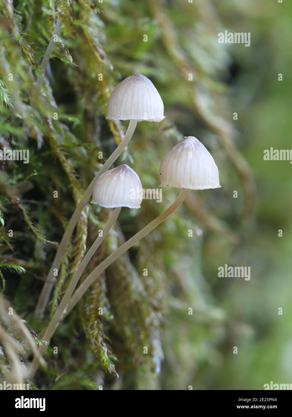Phloeomana hiemalis, also called Mycena hiemalis, commonly known as Winter bonnet, wild mushroom from Finland Stock Photo