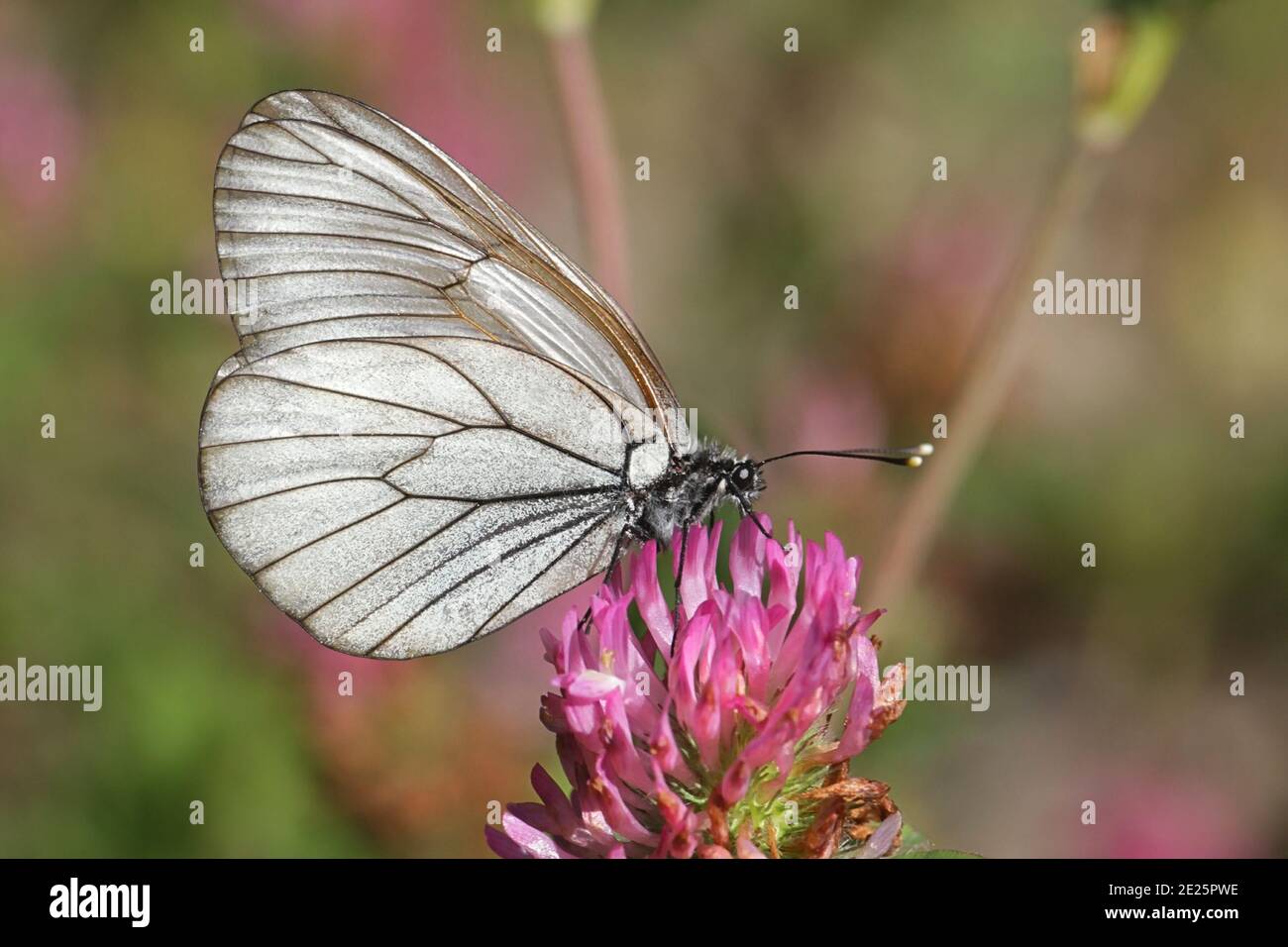 Black-veined White, Aporia crataegi, a beautiful butterfly from Finland feeding on red clover Stock Photo