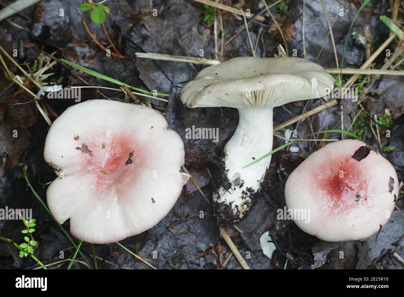 Russula depallens, known as bleached brittlegill, wild mushrooms from Finland Stock Photo