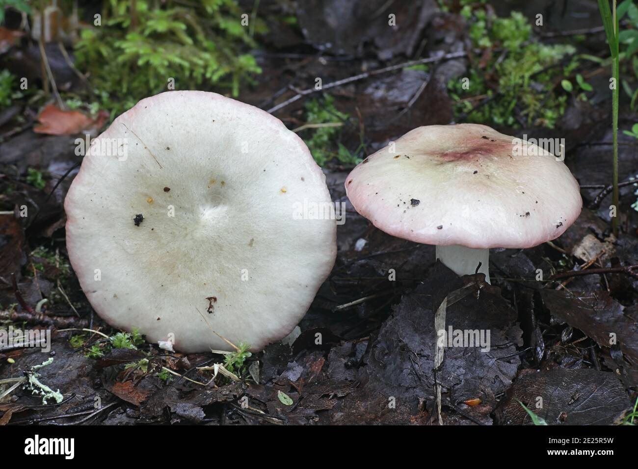 Russula depallens, known as bleached brittlegill, wild mushrooms from Finland Stock Photo