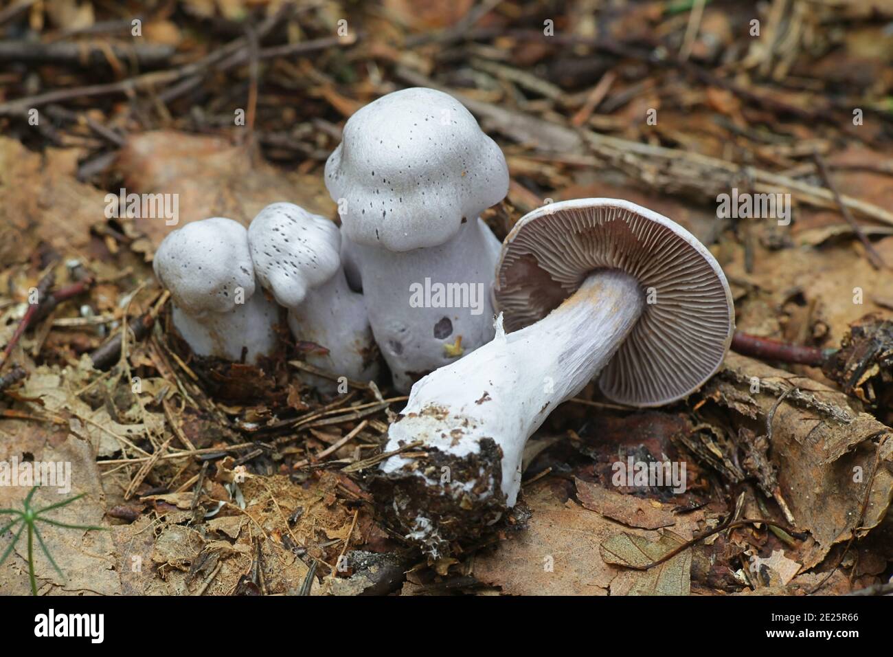 Cortinarius alboviolaceus, known as Pearly Webcap or  Silvery-violet Cort, wild mushrooms from Finland Stock Photo