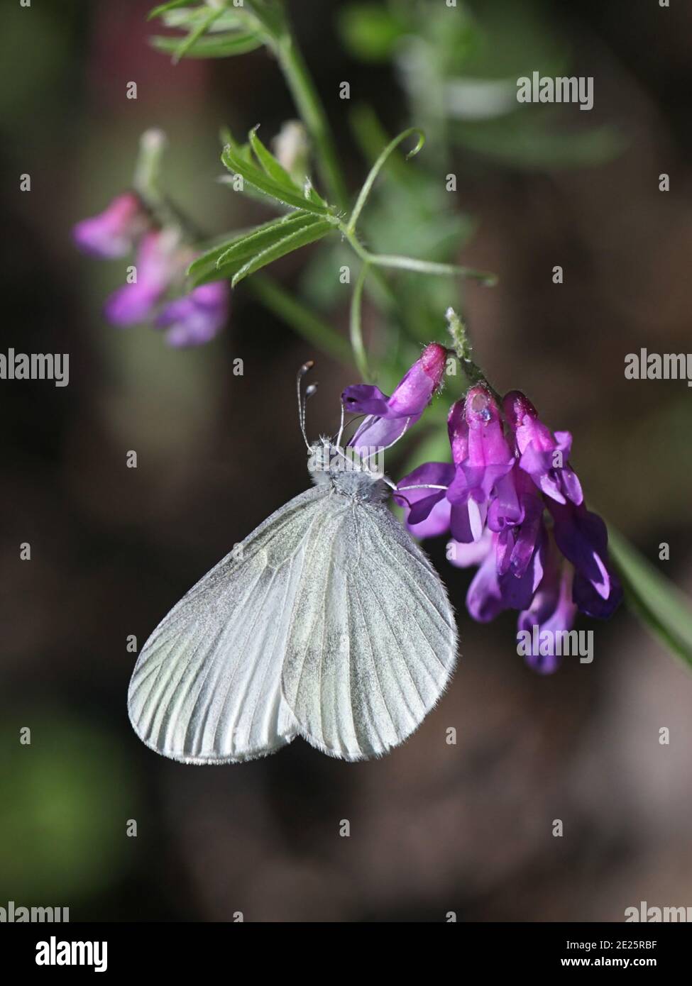 Wood White, Leptidea sinapis, feeding on Tufted Vetch, Vicia cracca Stock Photo