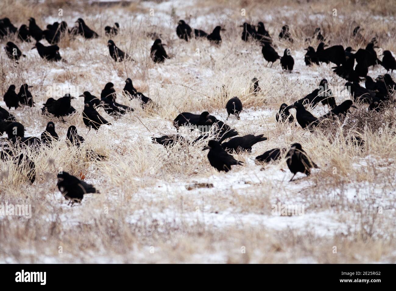 Rooks field hi-res stock photography and images - Alamy