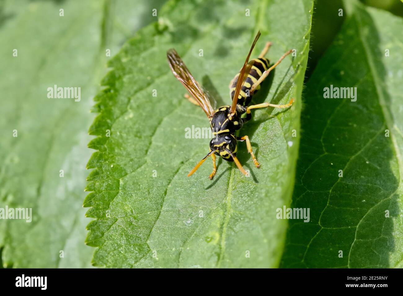 Wasp sitting on leaf Stock Photo