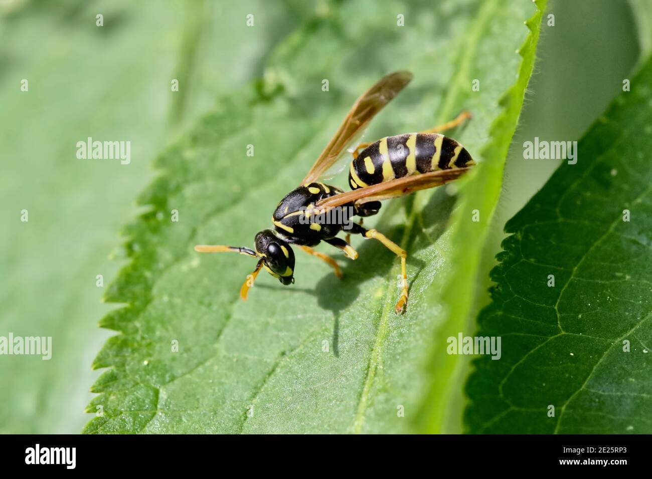 Wasp sitting on leaf Stock Photo