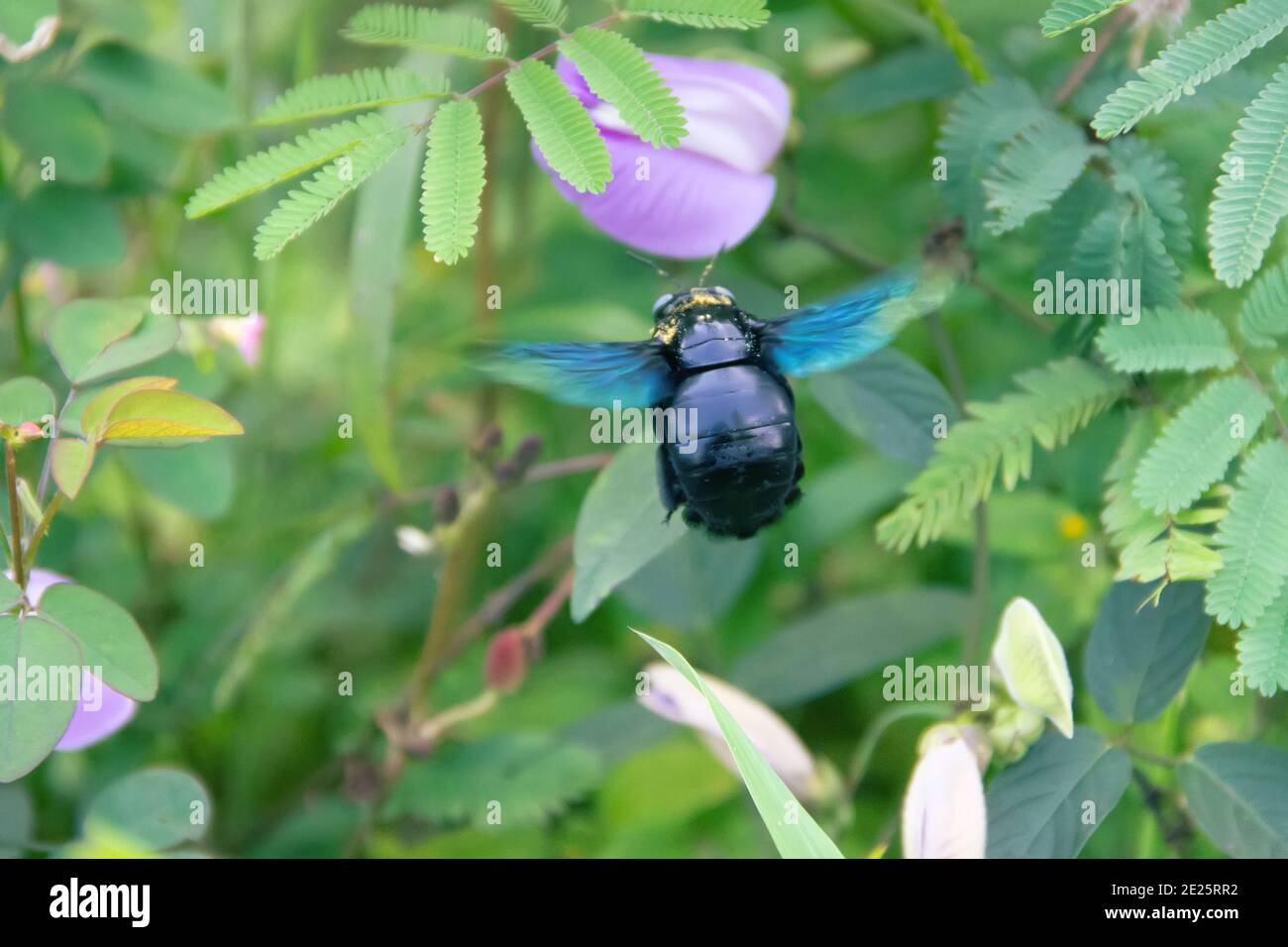 Wild bee, Carpenter bee (Xylocopa sp.) at flower collects nectar and