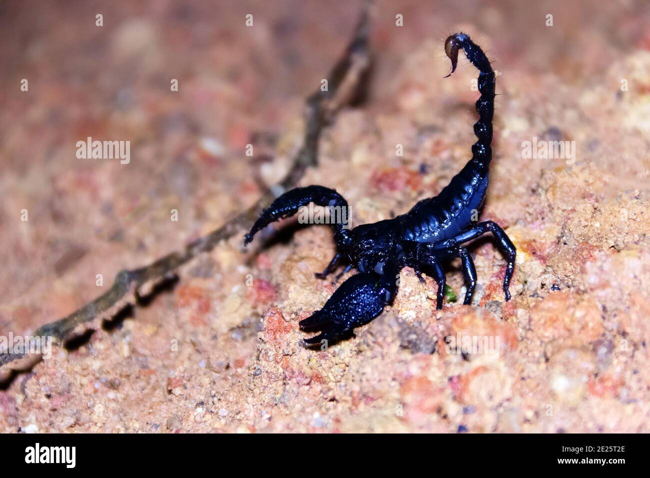 Asian forest scorpion (Heterometrus spinifer) blue-black (metallic blue). giant 10 cm scorpion hunts giant cockroaches Periplaneta at night. Sri Lanka Stock Photo