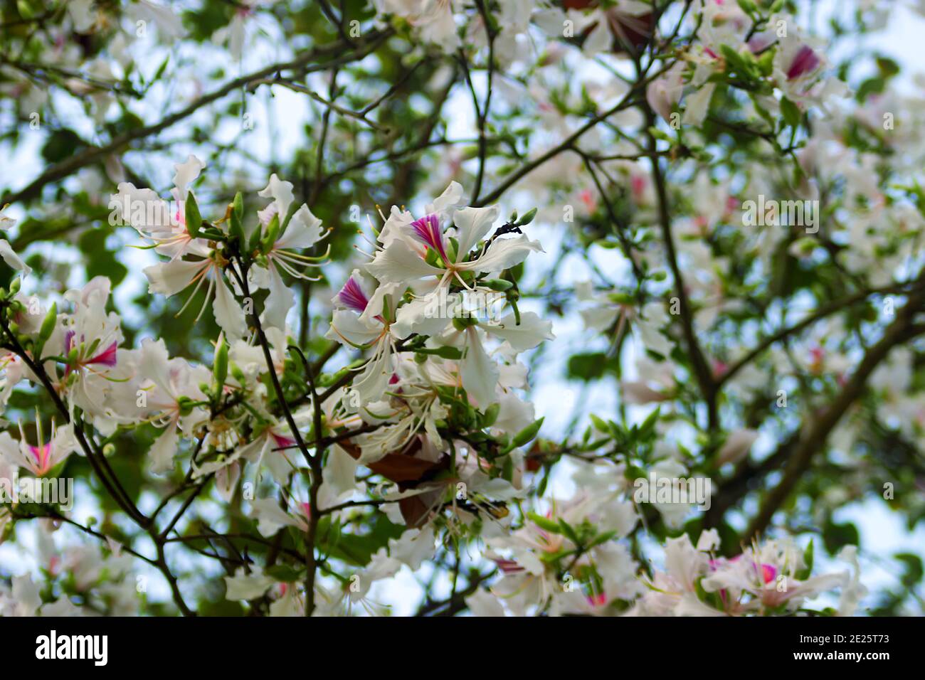 Bauhinia or Orchid tree is actively used in many preparations of traditional Asian medicine. Flowers close up in spring in Southeast Asia Stock Photo