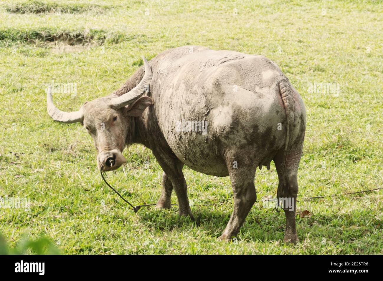 The Thai water Buffalo female was heavily smeared with mud in the swamp to prevent blood sucking insects from biting horsefly, gadfly Stock Photo