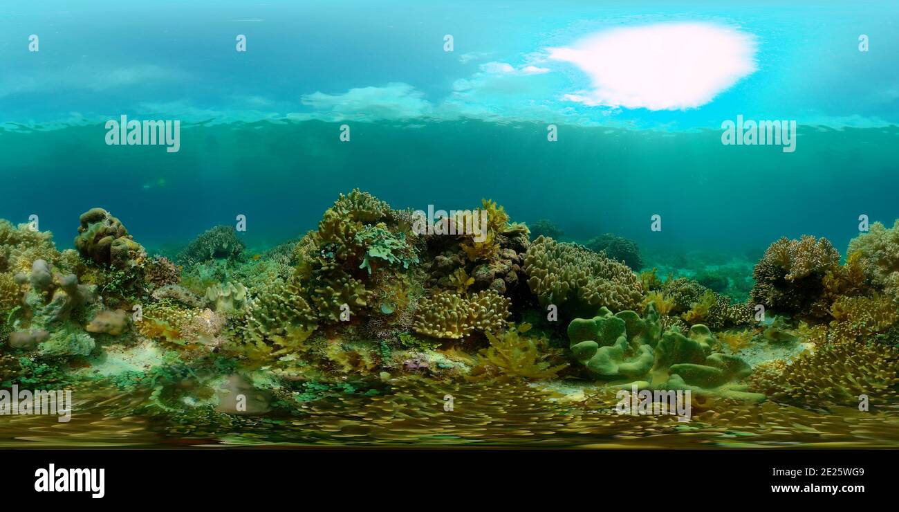 Tropical coral reef seascape with fishes, hard and soft corals. Underwater  video. Philippines. 360 panorama VR Stock Photo - Alamy