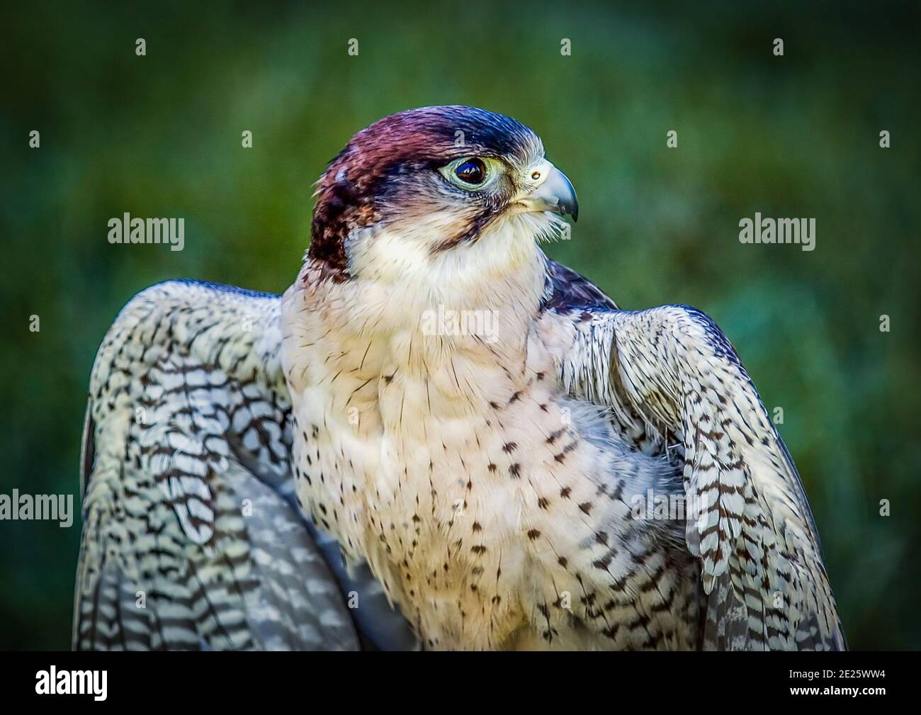The Peregrine Falcon (Falco peregrinus), also known as the Peregrine, and historically as the Duck Hawk in North America, is a widespread bird of prey Stock Photo
