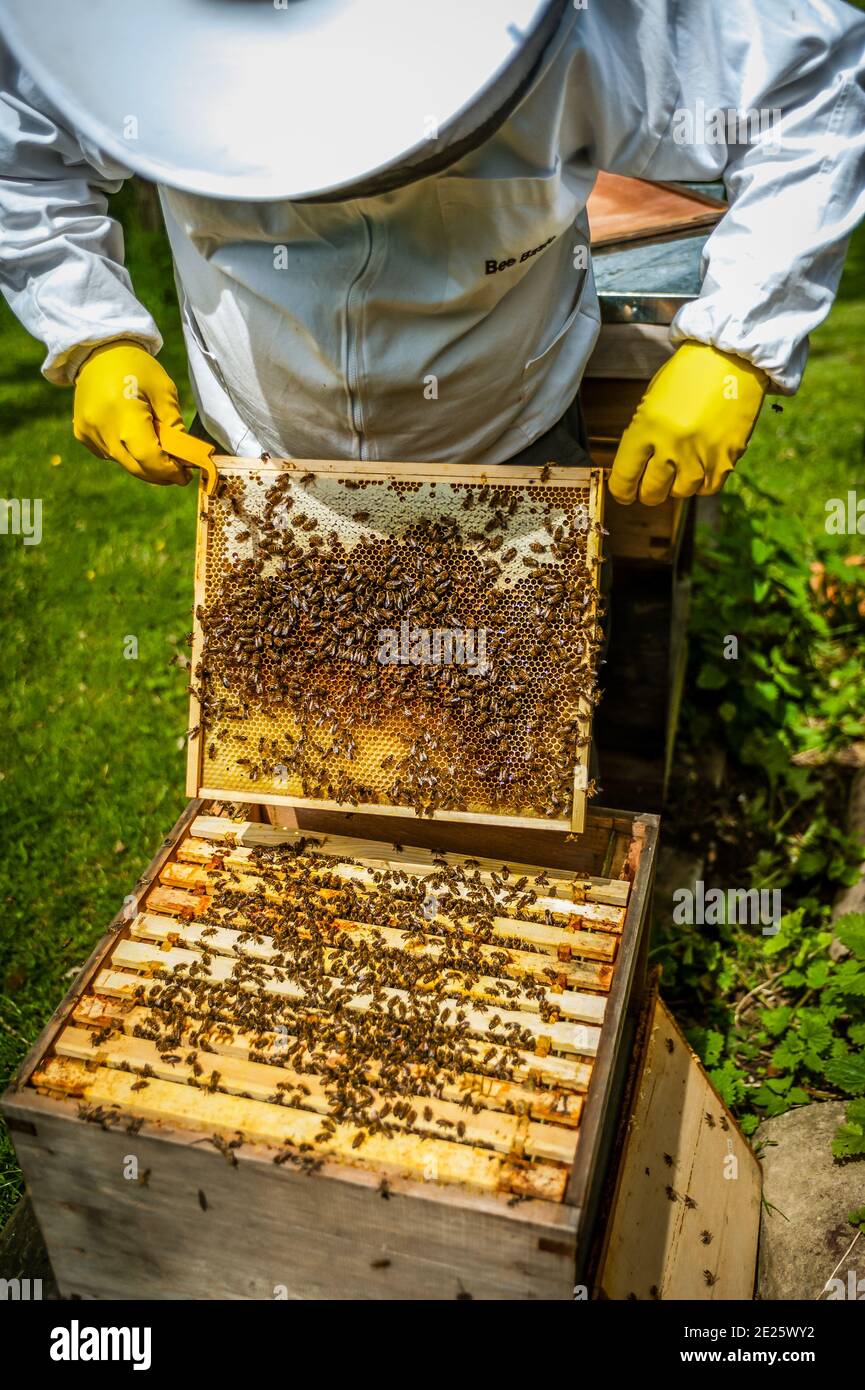 Beekeeping