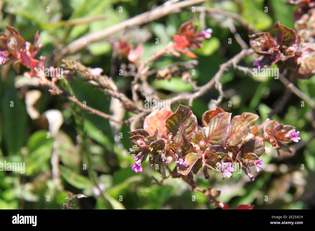 Wild flowers on the Andes of Ecuador Stock Photo - Alamy
