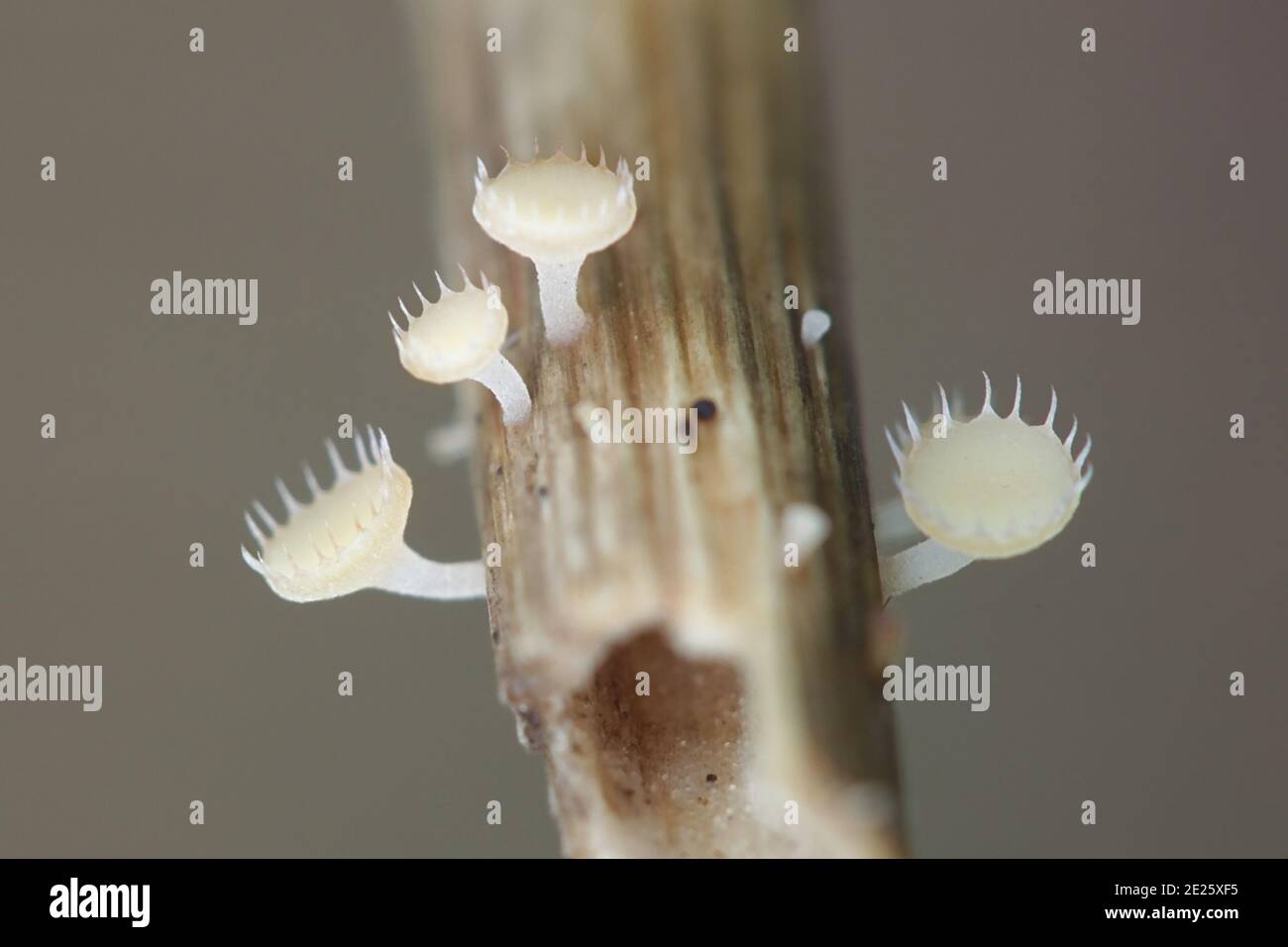 Crocicreas coronatum, also known as Cyathicula coronata, wild fungus from Finland Stock Photo