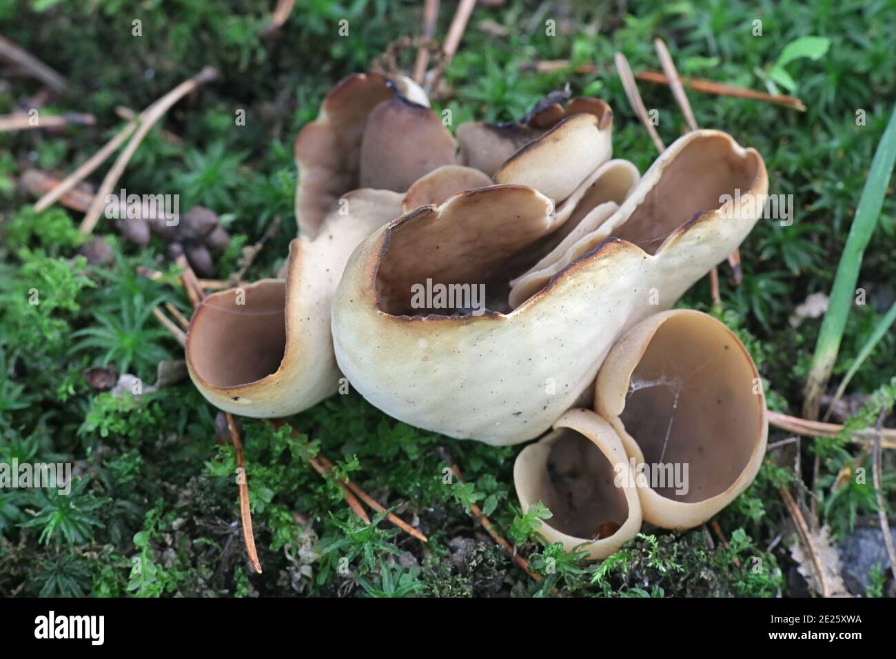 Otidea alutacea, a cup fungus from Finland with no common english name Stock Photo