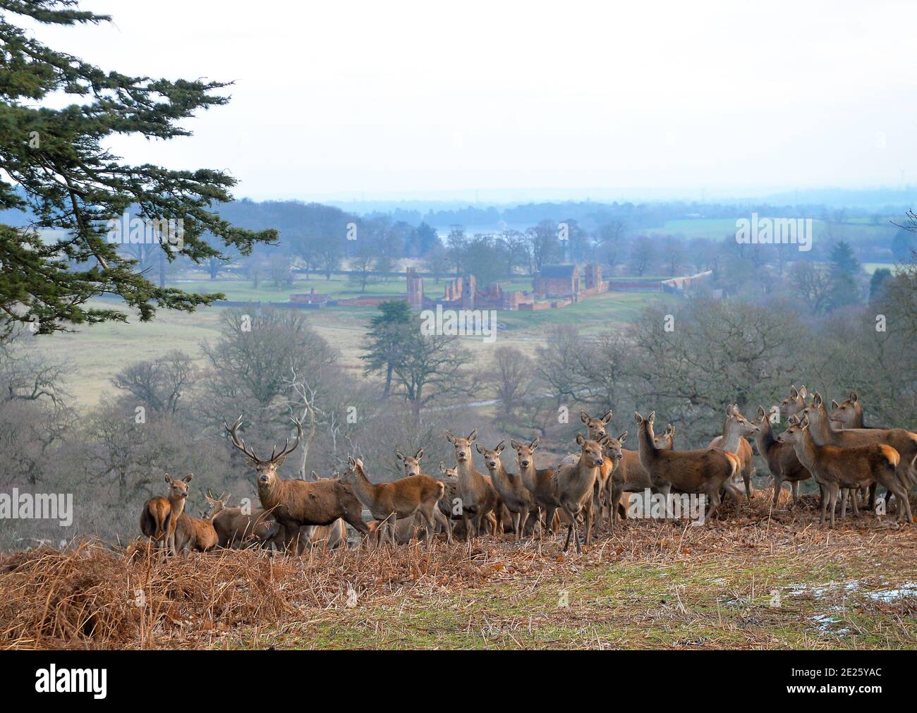 Early morning deer feed at Bradgate Park with Deputy Head Ranger