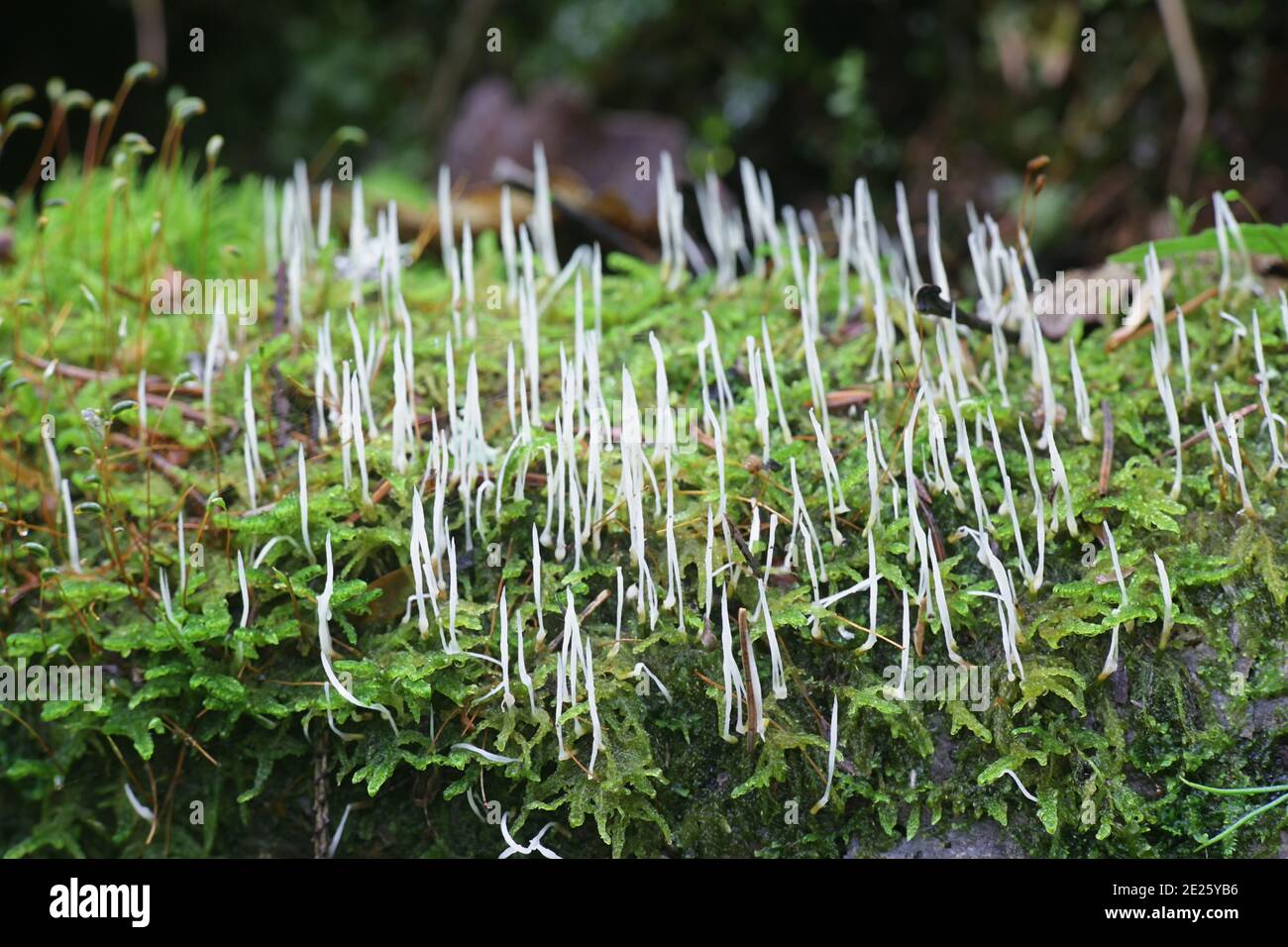Eocronartium muscicola, moss rust, a fungus growing as parasite on moss in Finland Stock Photo