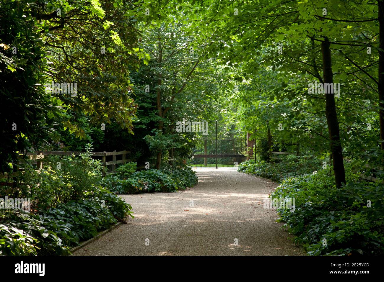 View through trees down formal gravel driveway to closed iron gates at end Stock Photo