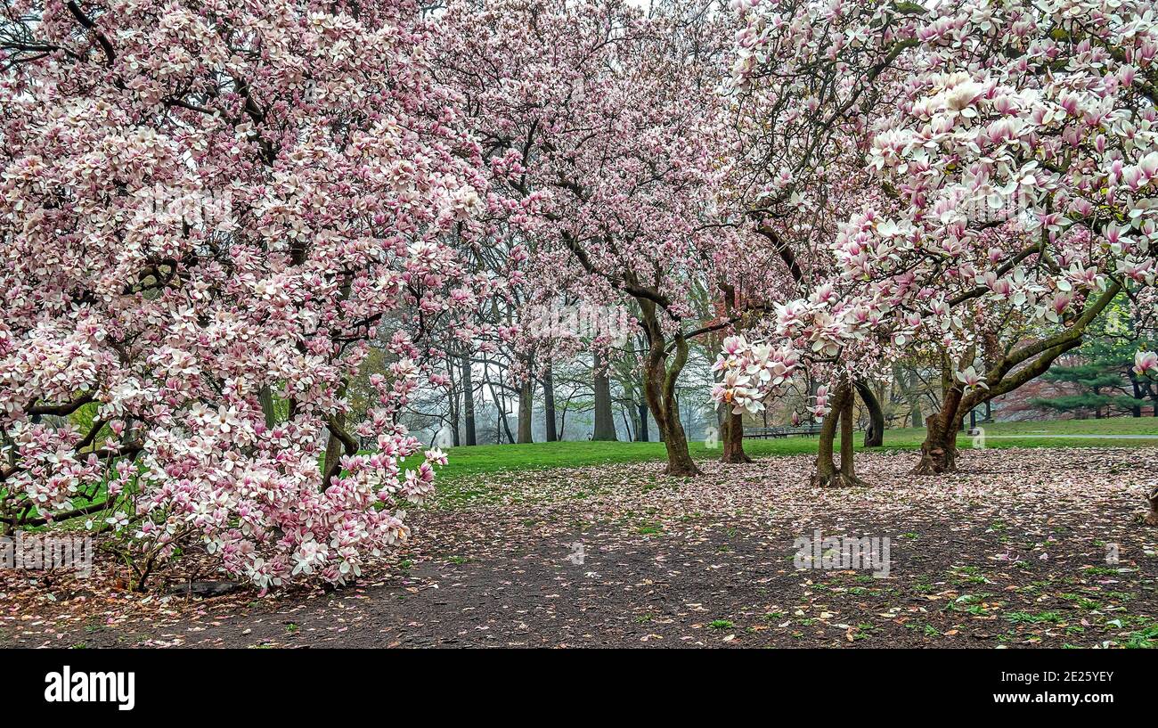 Magnolia tree in spring in Central Park, New York City Stock Photo - Alamy