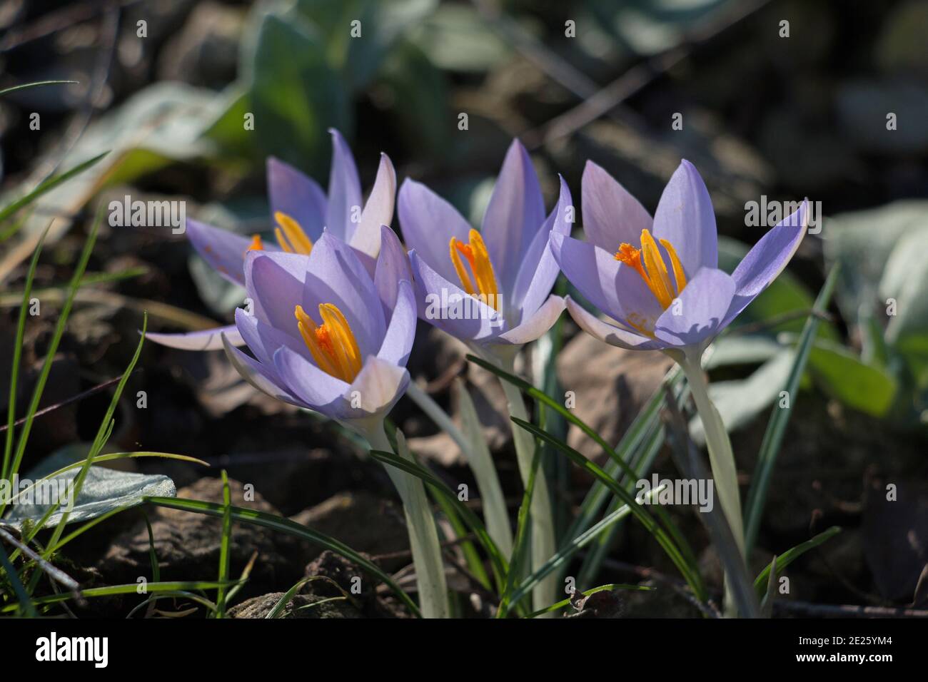Pale purple crocus flowers, Crocus tommasinianus, Lilac Beauty, showing stigma and stamens, blooming in spring in Britain, close-up Stock Photo