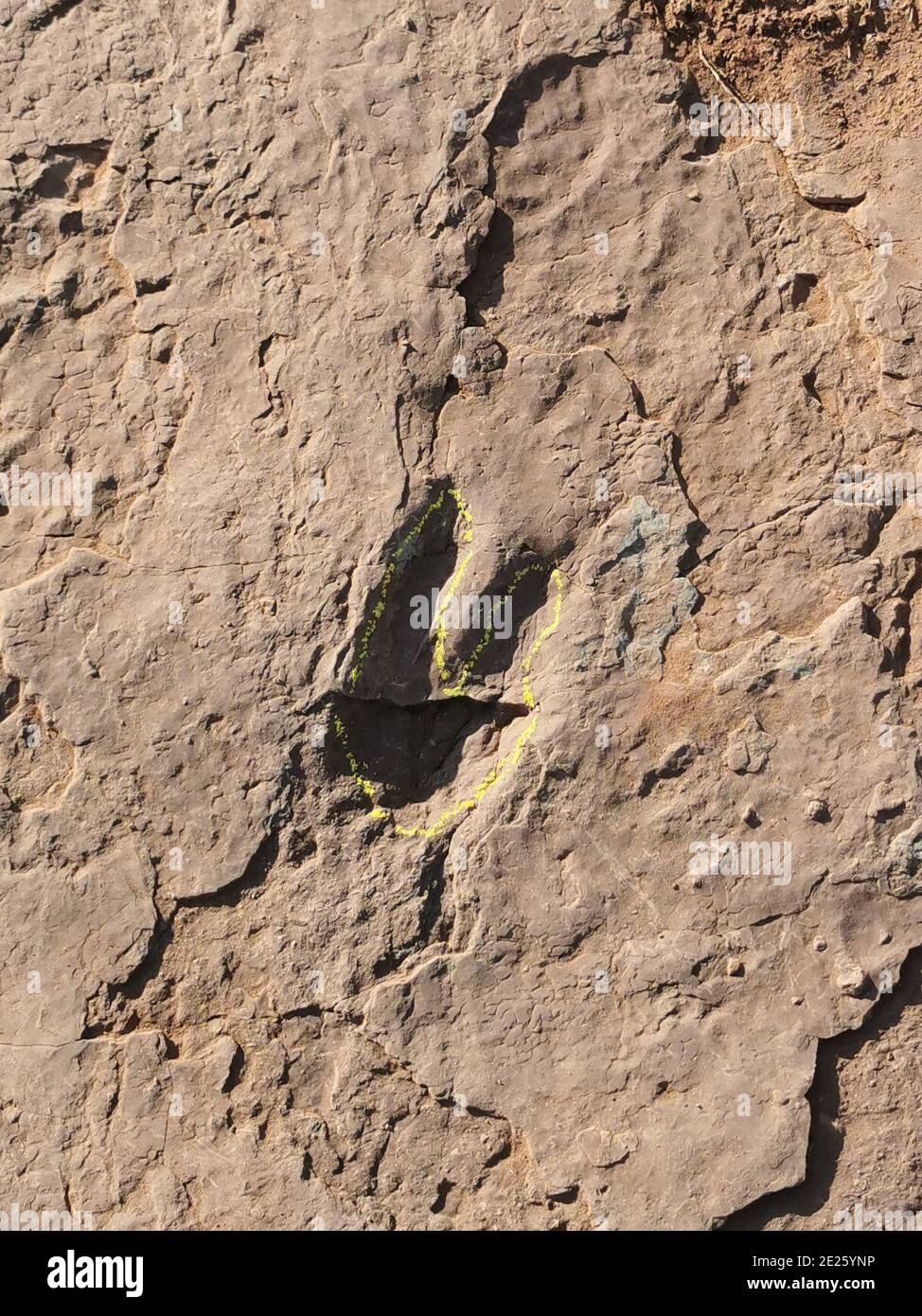 (210112) -- FUZHOU, Jan. 12, 2021 (Xinhua) -- A dinosaur footprint is seen at Longxiang Village, Lincheng Township, Shanghang County, southeast China's Fujian Province, Nov. 9, 2020. A team of Chinese paleontologists has identified more than 240 fossilized dinosaur footprints in east China's Fujian, the first traces of dinosaur activity found in the province. The dinosaur track site in Shanghang County, covering an area of about 1,600 square meters, is the largest and the most diverse such site discovered in China dating back to the Upper Cretaceous period, according to scientists. The Stock Photo