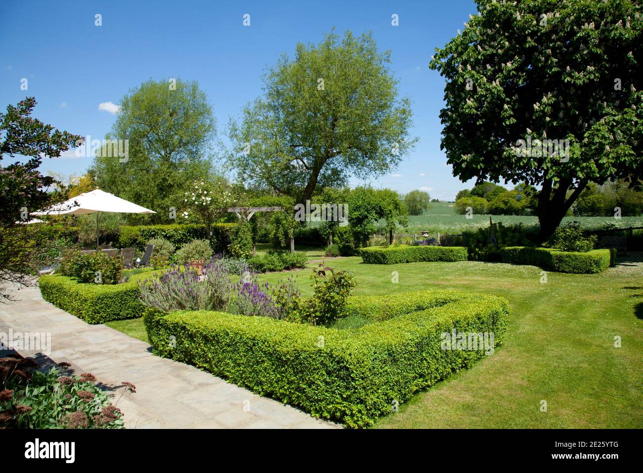 Garden with formal box hedging and distant dining table with cream umbrella Stock Photo