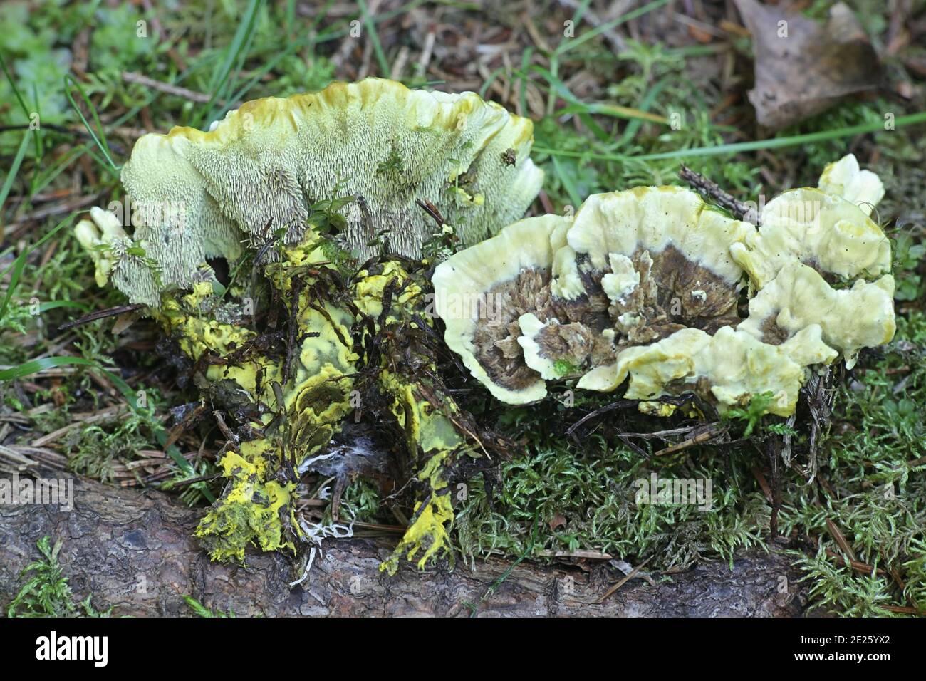 Hydnellum geogenium, a tooth fungus from Finland with no common english name Stock Photo