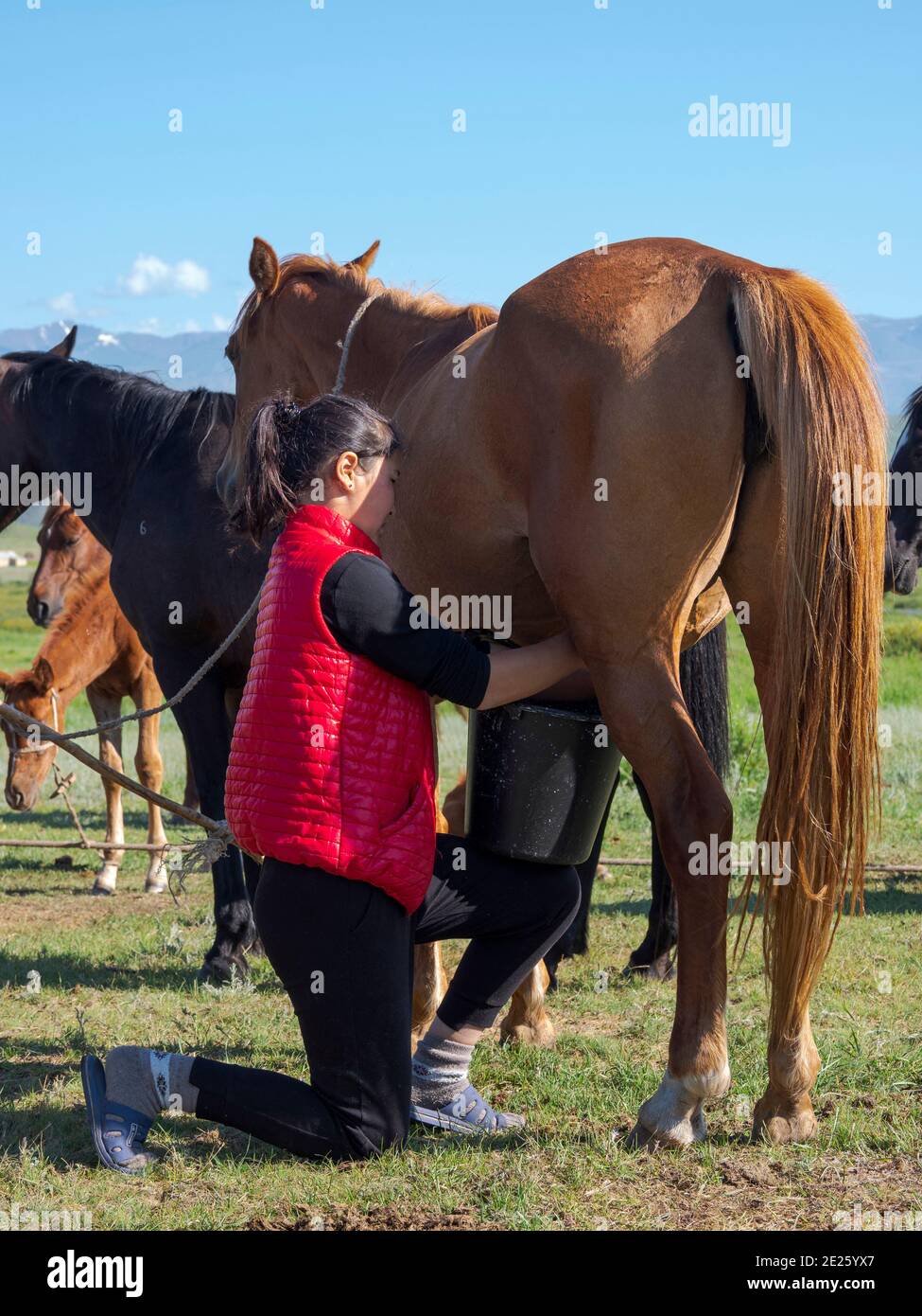 Milking a mare. Horses for the production of milk, kumys and meat. A