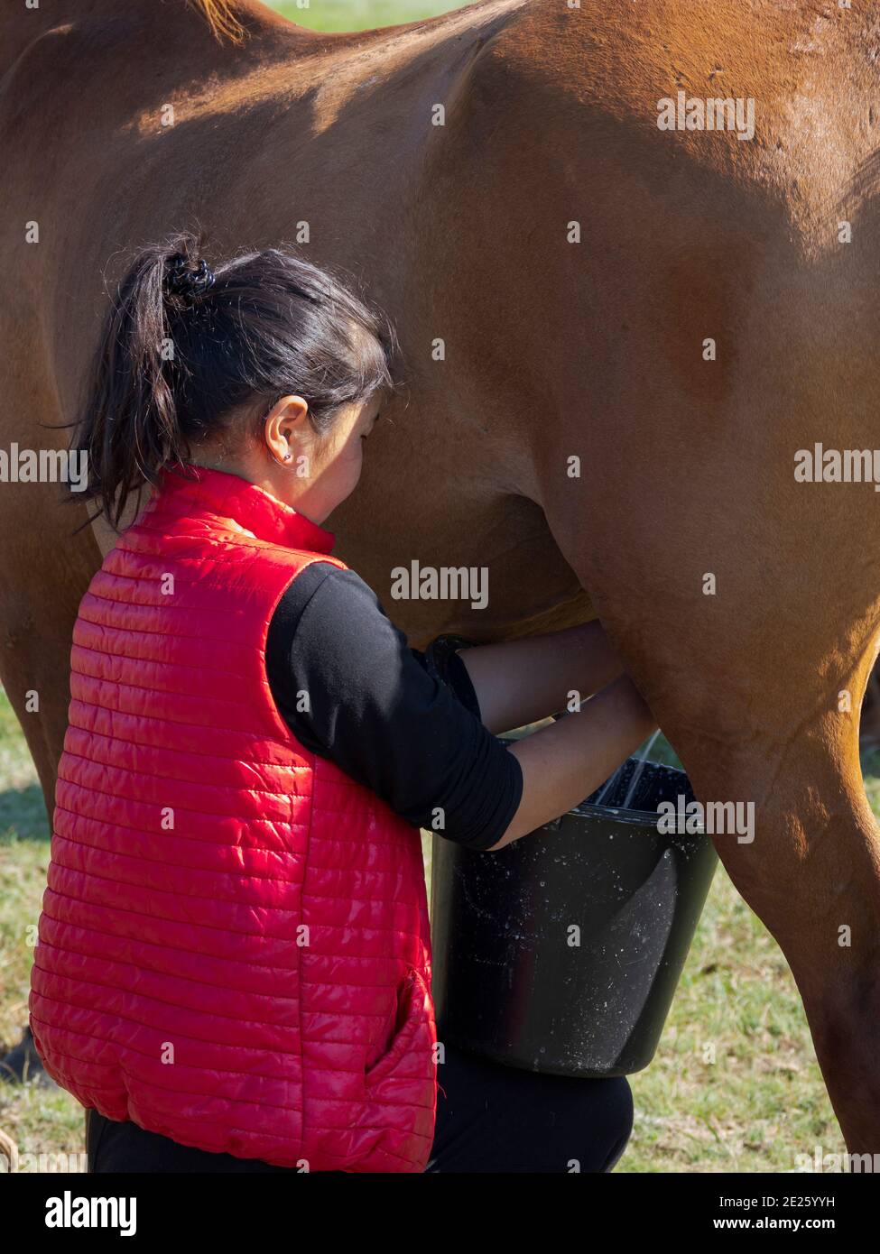 Milking a mare. Horses for the production of milk, kumys and meat. A