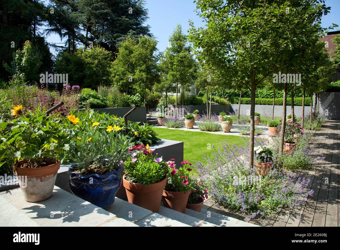 Garden with flower pots on steps, nepeta, lawn, wooden decking and small trees Stock Photo
