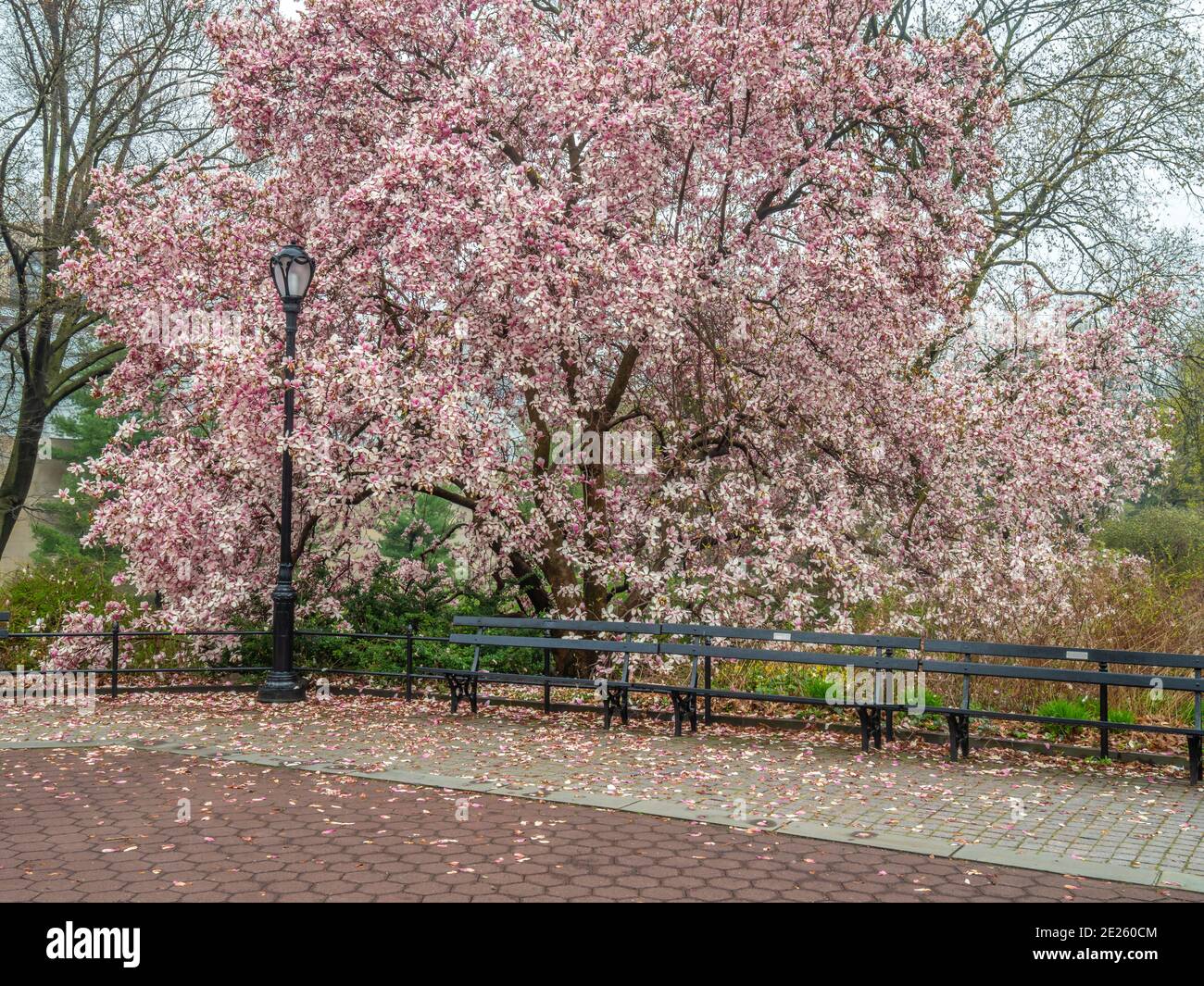 Magnolia tree in spring in Central Park, New York City Stock Photo - Alamy