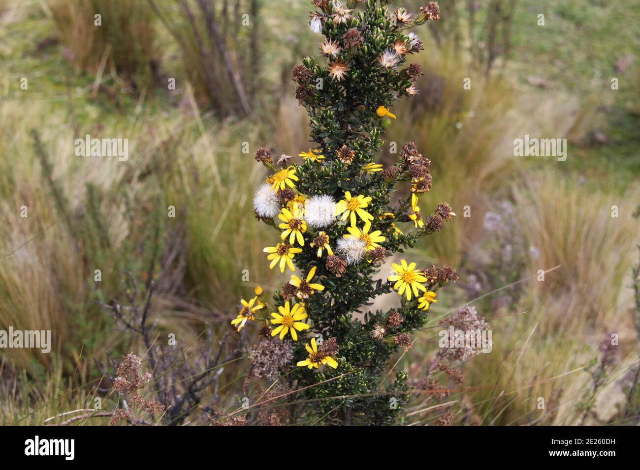 Liabum Igniarumplant from the Andes in Ecuador Stock Photo