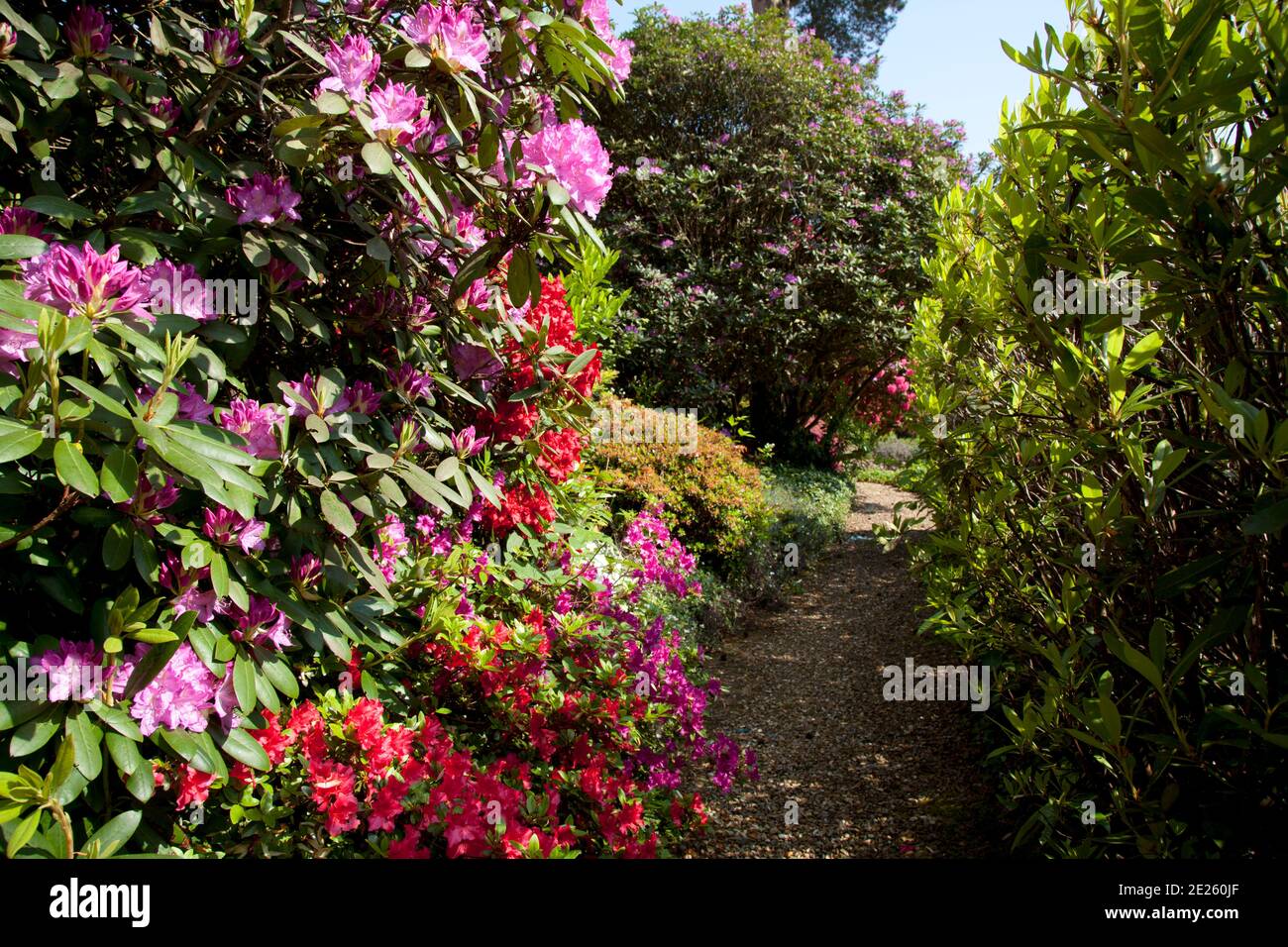 Red and pink azaleas and rhododendrons beside garden path in mature garden Stock Photo