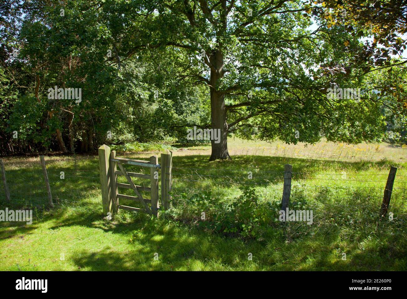 Wooden garden gate into park land with oak tree in summer Stock Photo