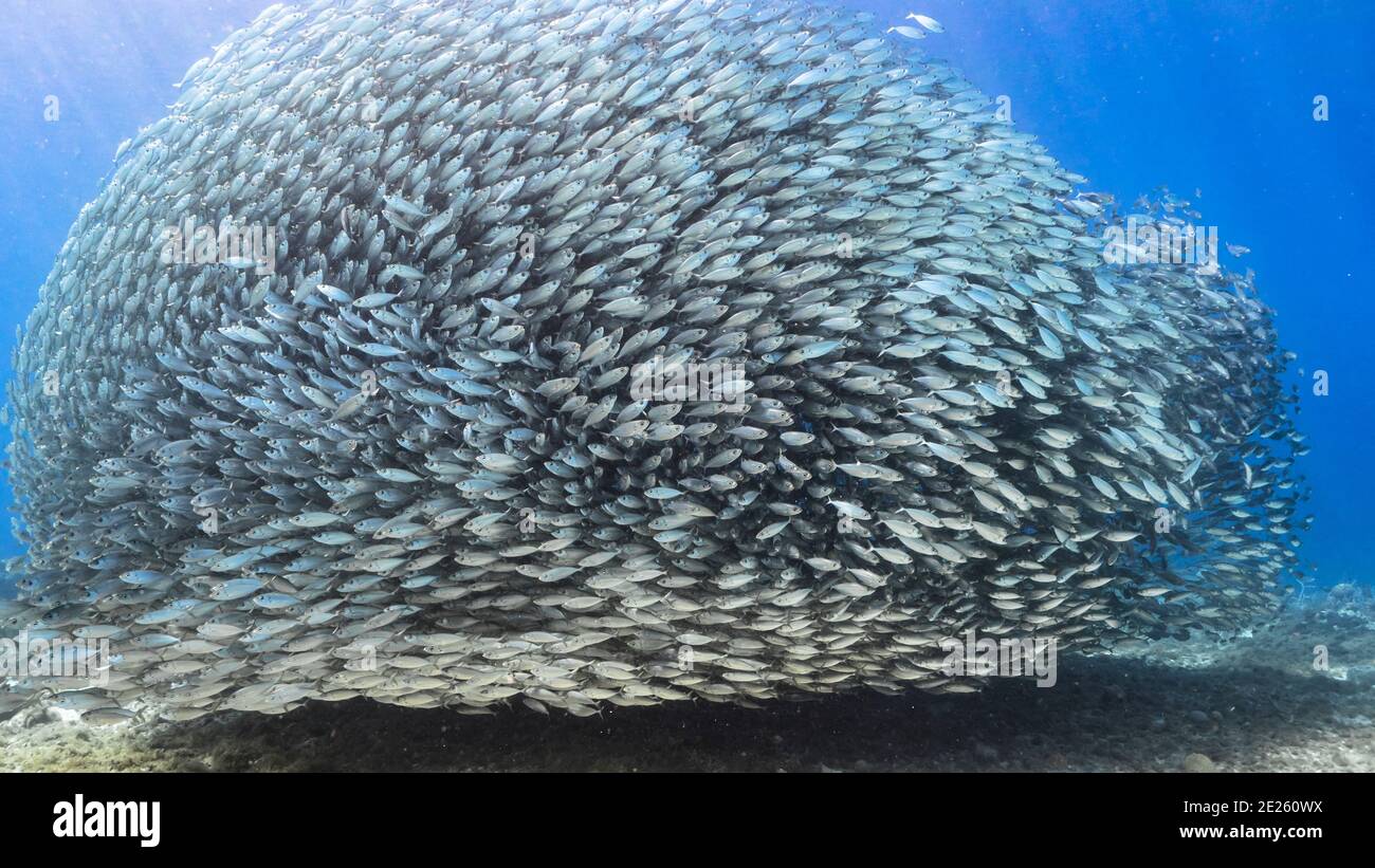 Bait ball / school of fish in turquoise water of coral reef in Caribbean  Sea / Curacao with coral and sponge Stock Photo - Alamy