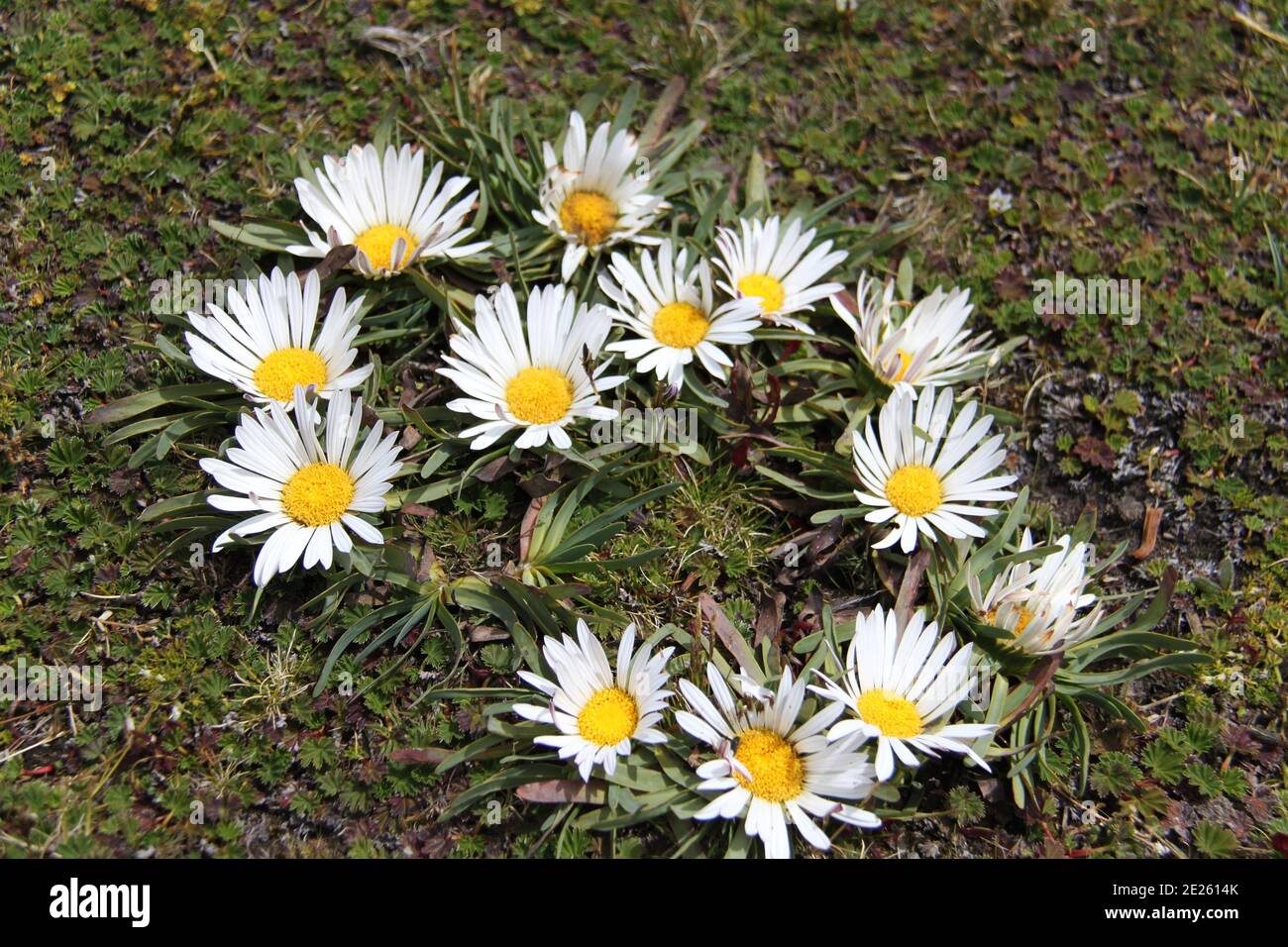 Fiore di Werneria nubigena tipico del Paramo, Ecuador Stock Photo