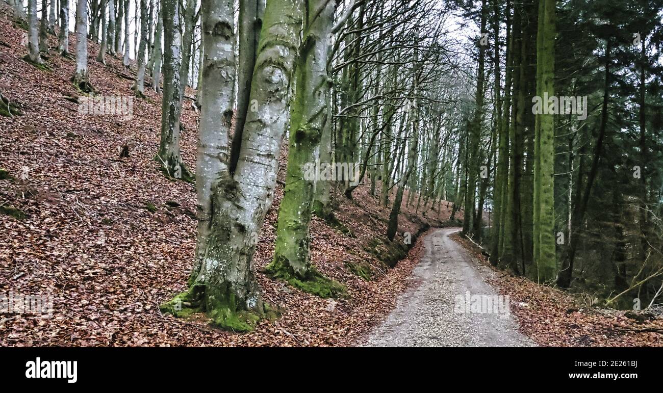 Beautiful shot forest in middle hi-res stock photography and images - Alamy