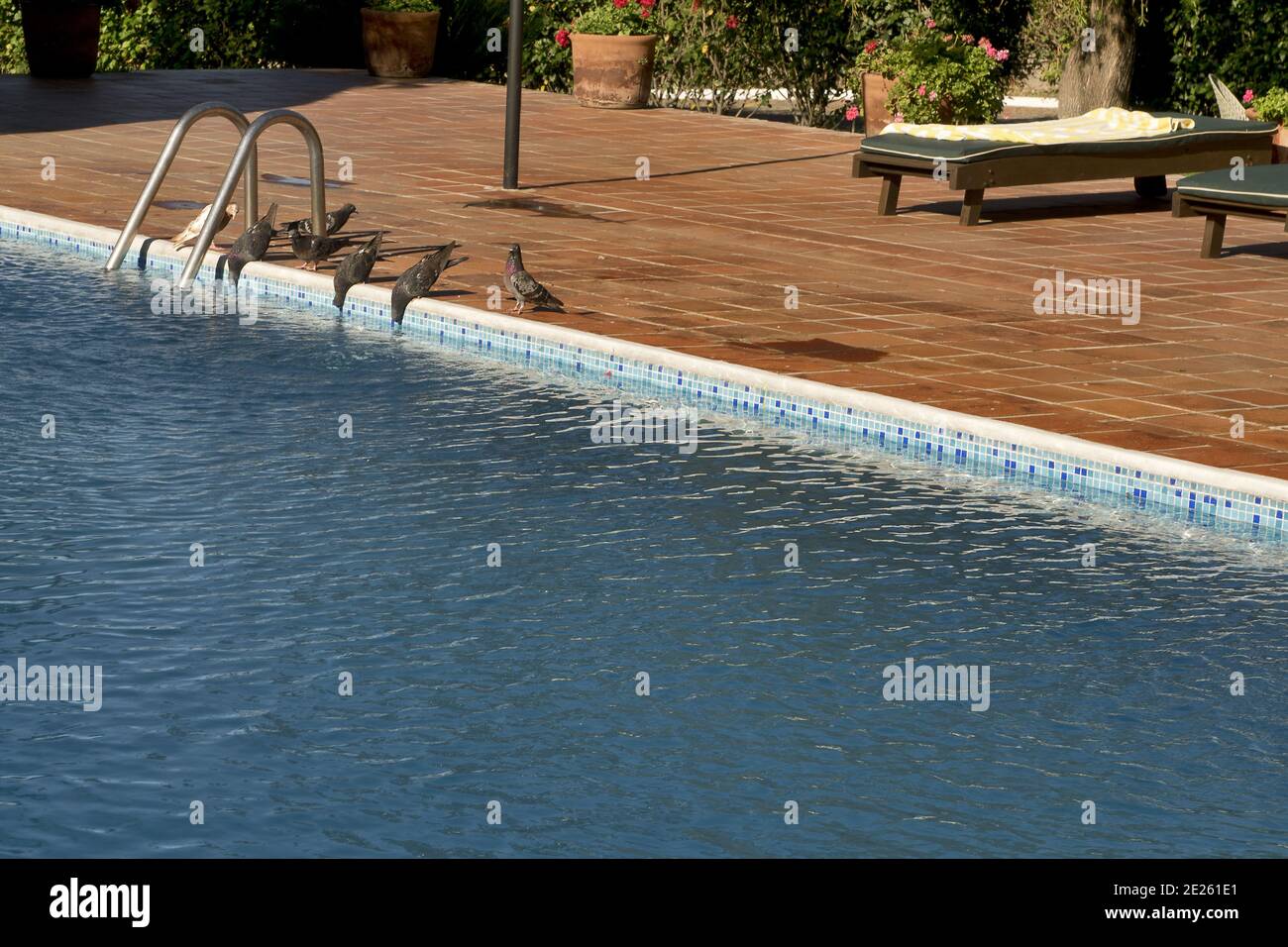 Guatemala, Central America: Pigeons are drinking water from hotel pool Stock Photo