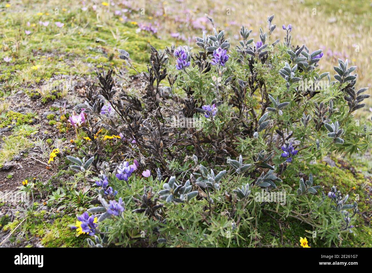 Wild flowers on the Andes of Ecuador Stock Photo - Alamy