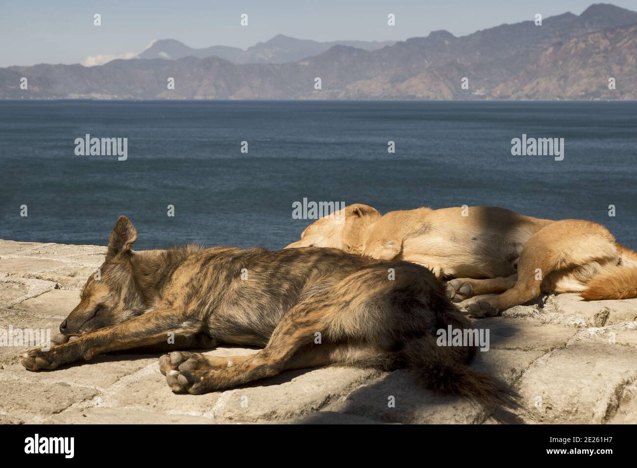 Guatemala, Central America: dogs dozing in the sun in front of lake Atitlan Stock Photo