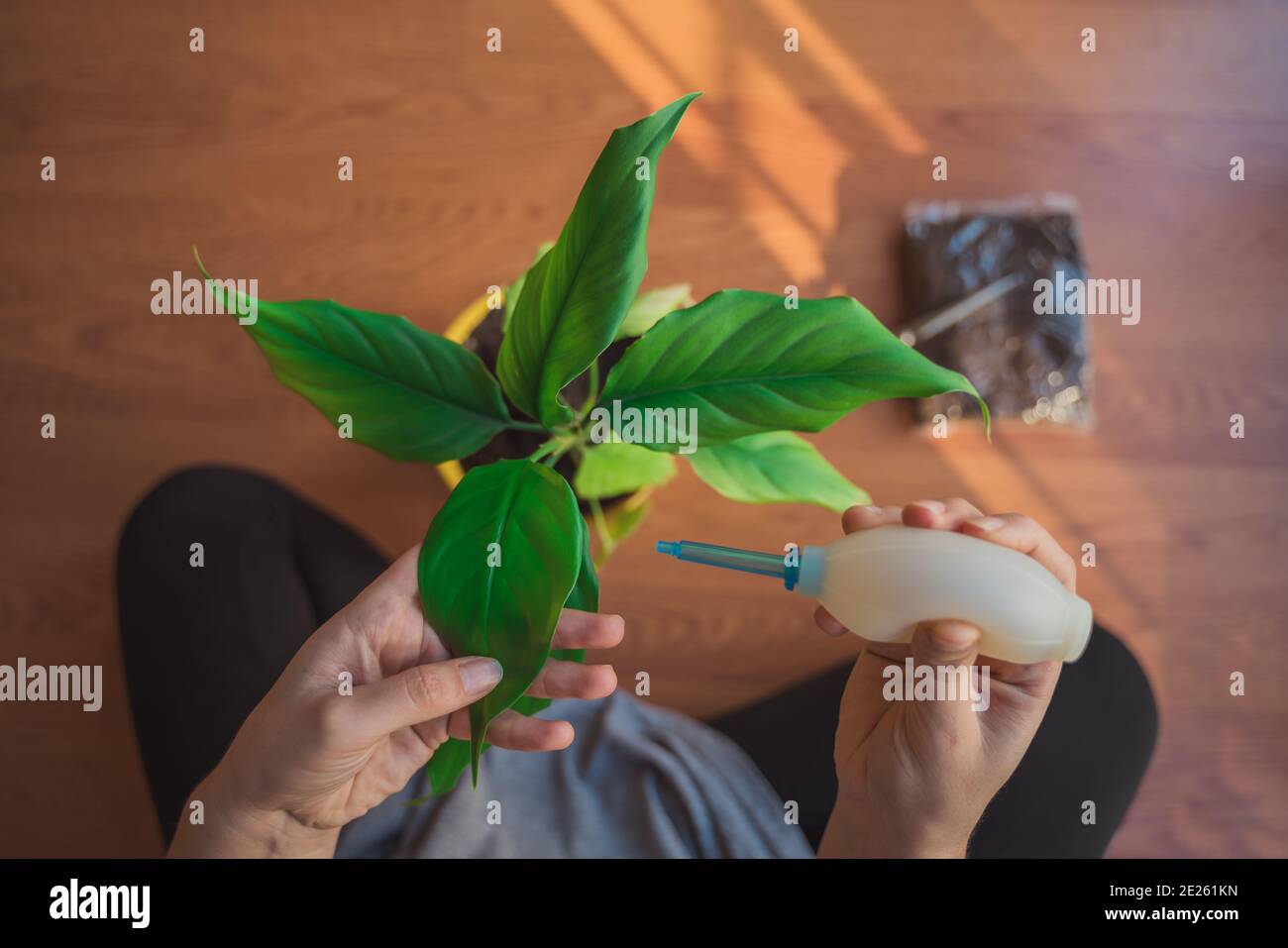 women holding plant and care plant at home lockdown and quarantine