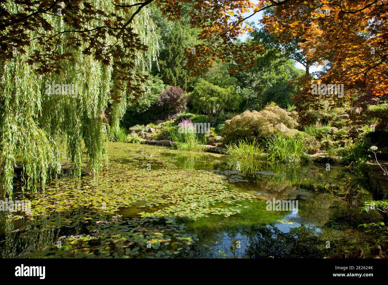 Large garden pond with water lilies and weeping willow Stock Photo