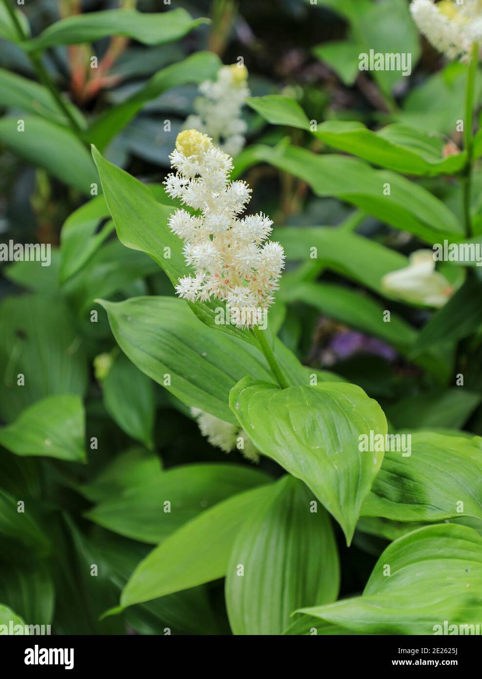 The white flowers of False Solomon's Seal (Maianthemum racemosum), Bodnant Gardens, Tal-y-Cafn, Conwy, Wales, UK Stock Photo